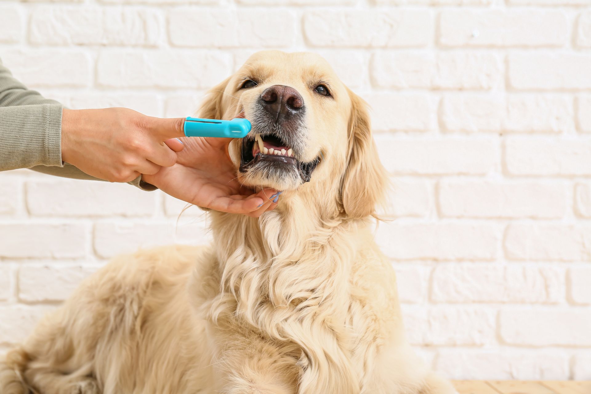 a person brushing the teeth of a cute dog