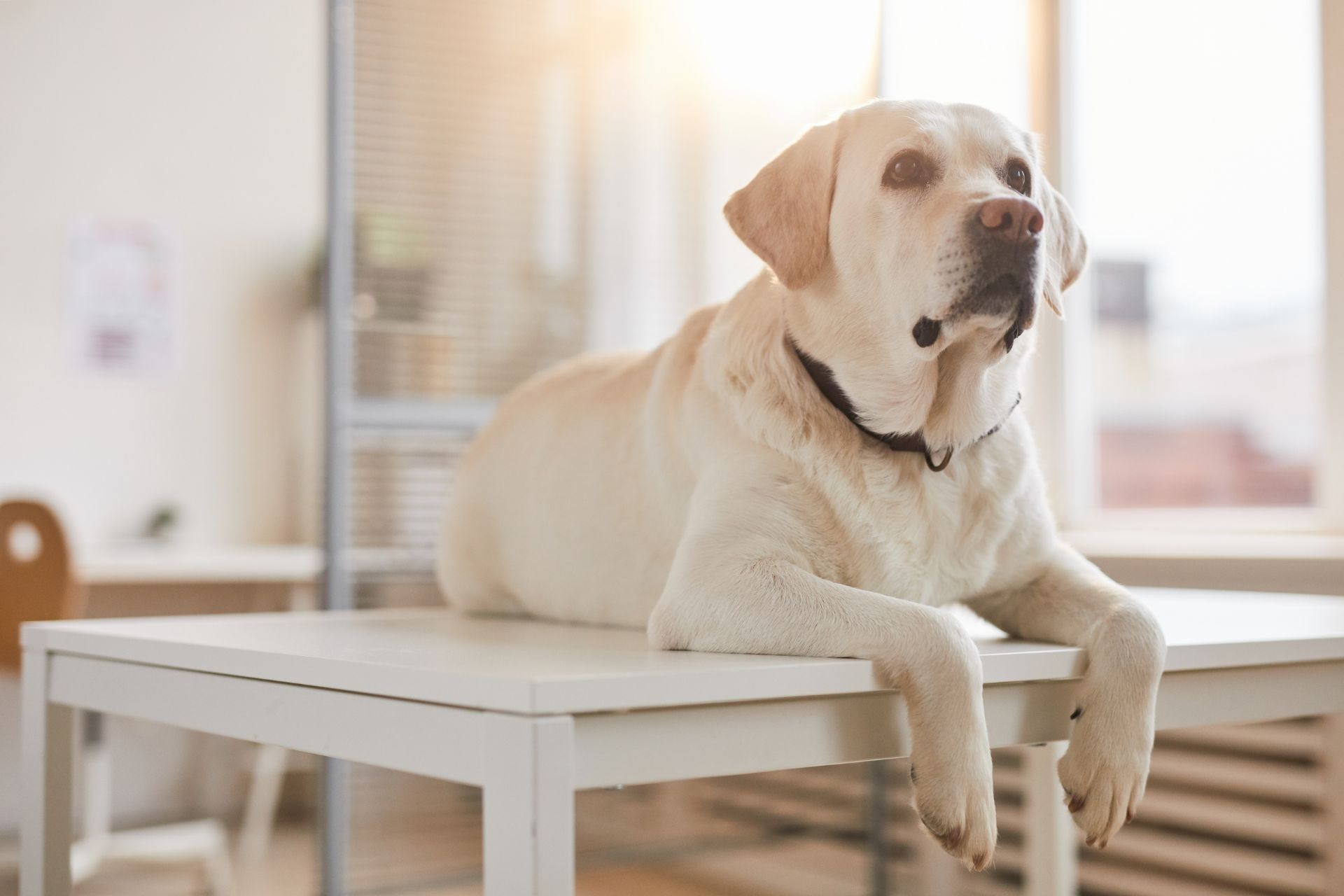 a dog lying on a table