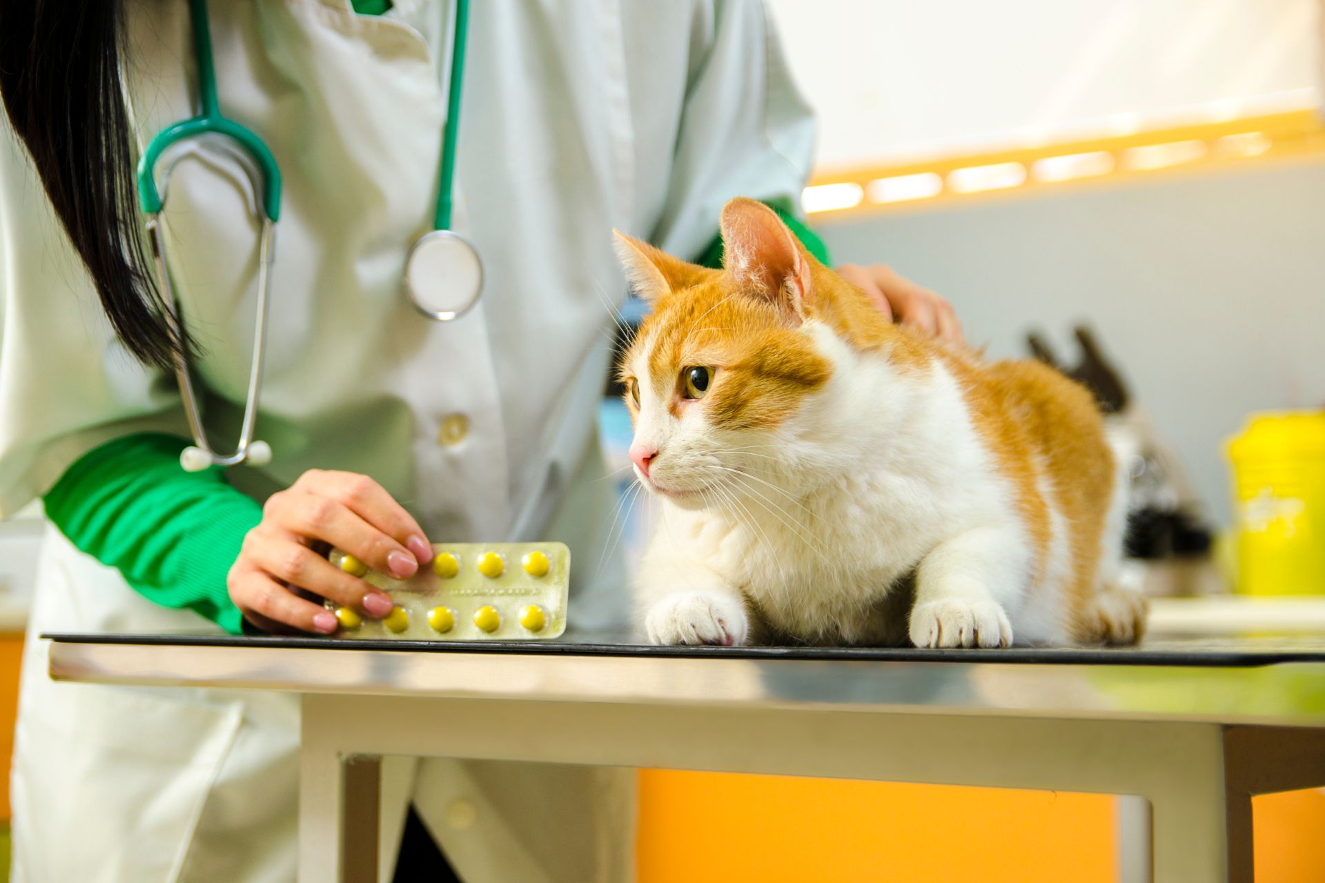 a cat lying on a table with a vet holding medicine