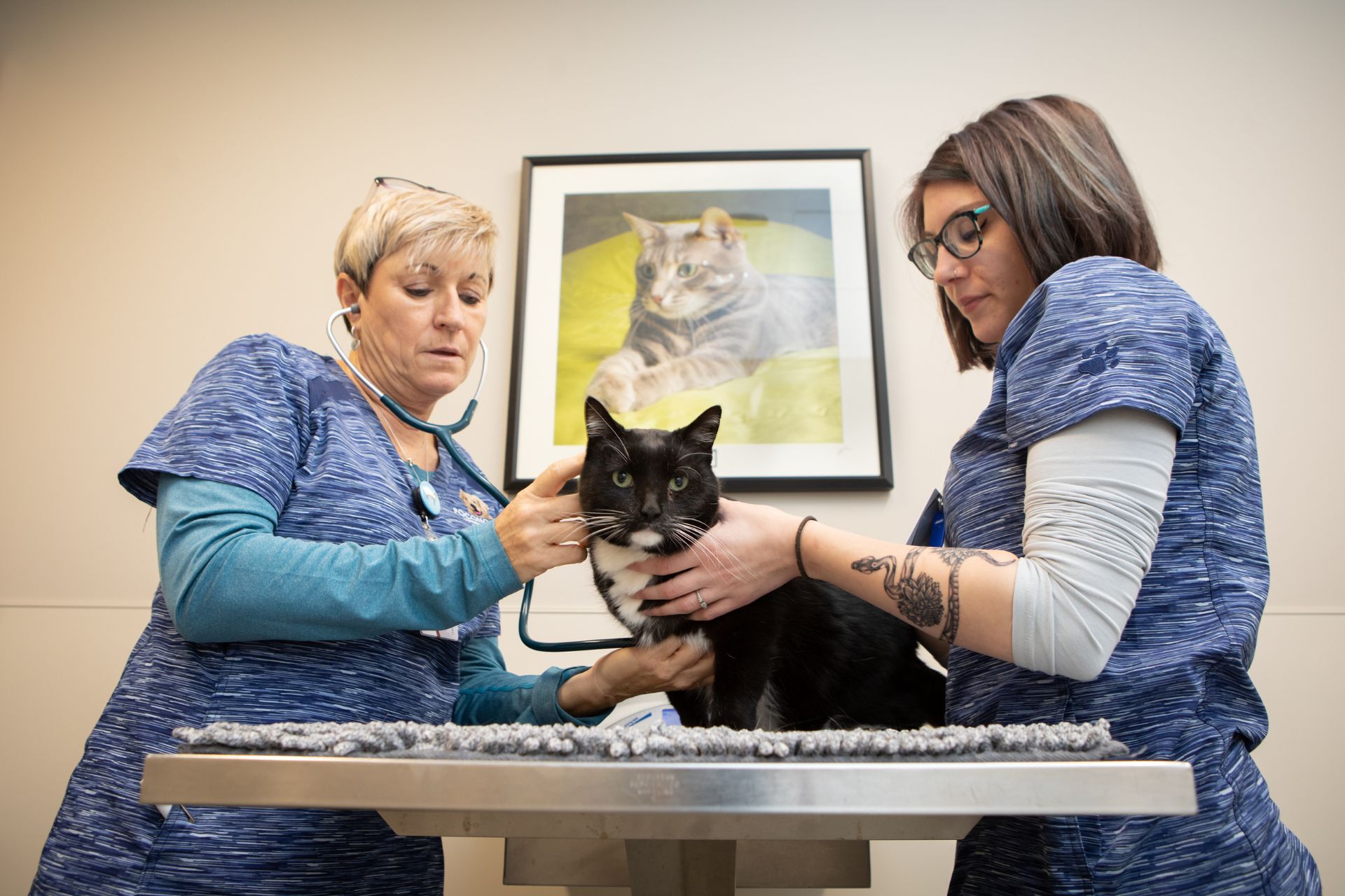 vets examining a cat