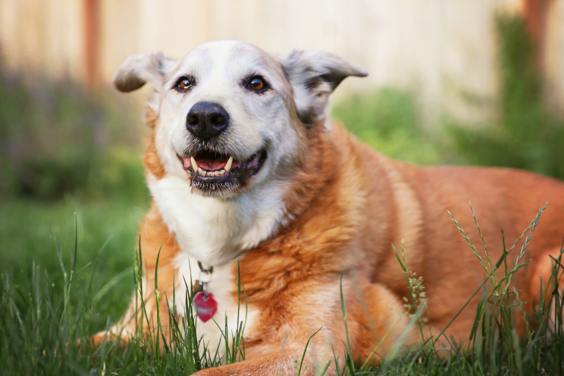 a dog lying in the grass