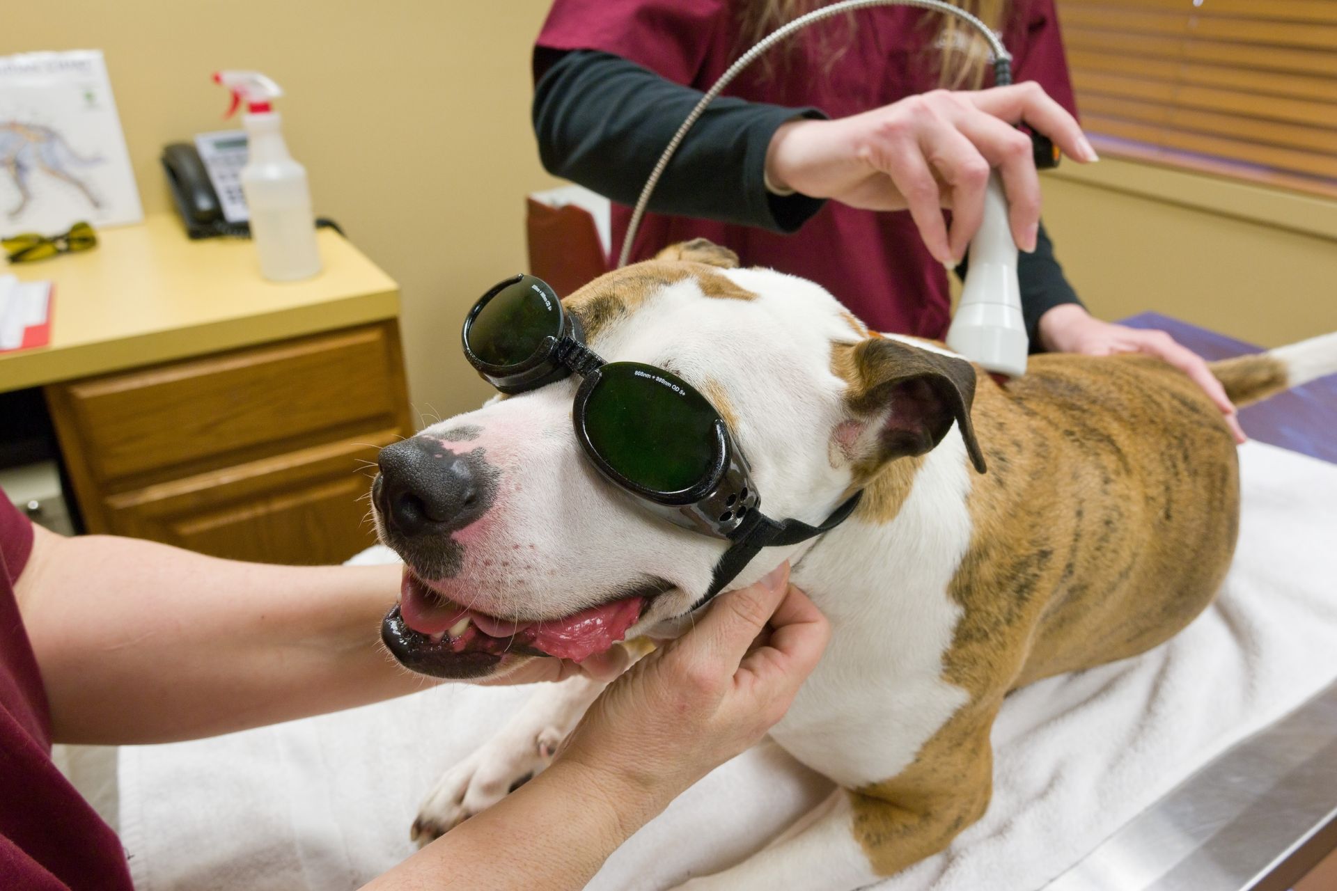 a dog getting a laser treatment