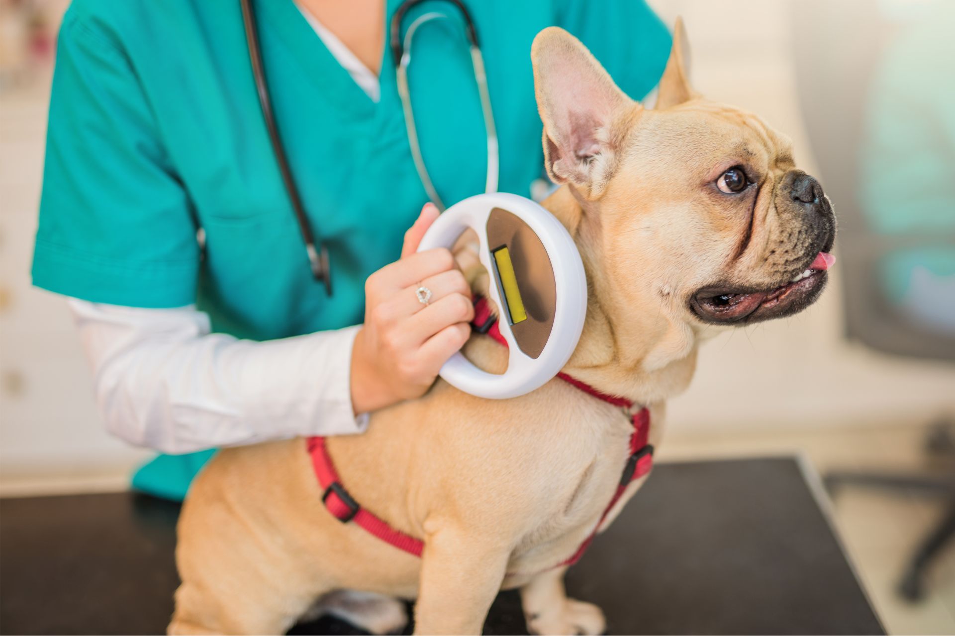 vet scanning microchip on young Bulldog