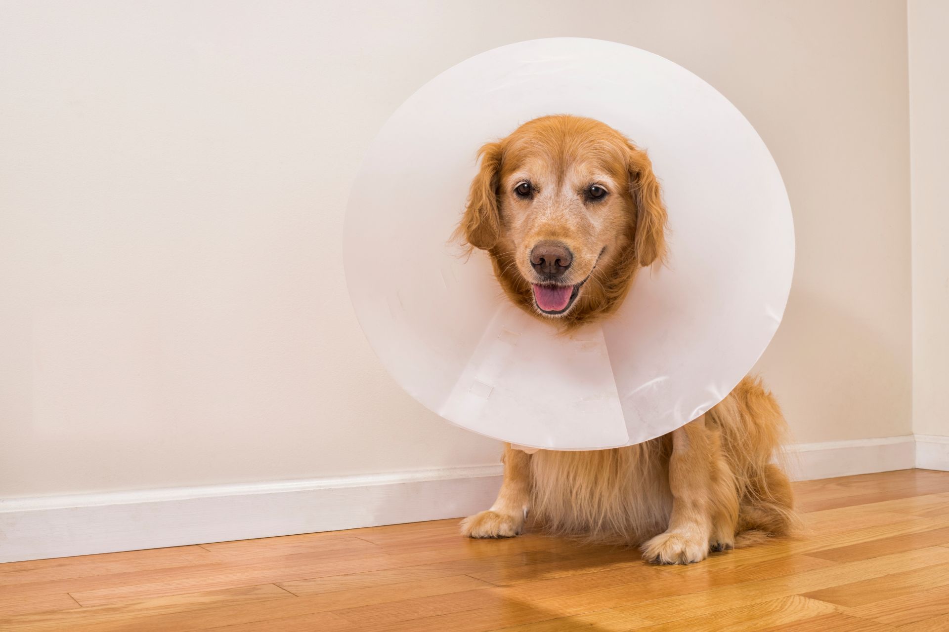 a dog wearing a plastic cone