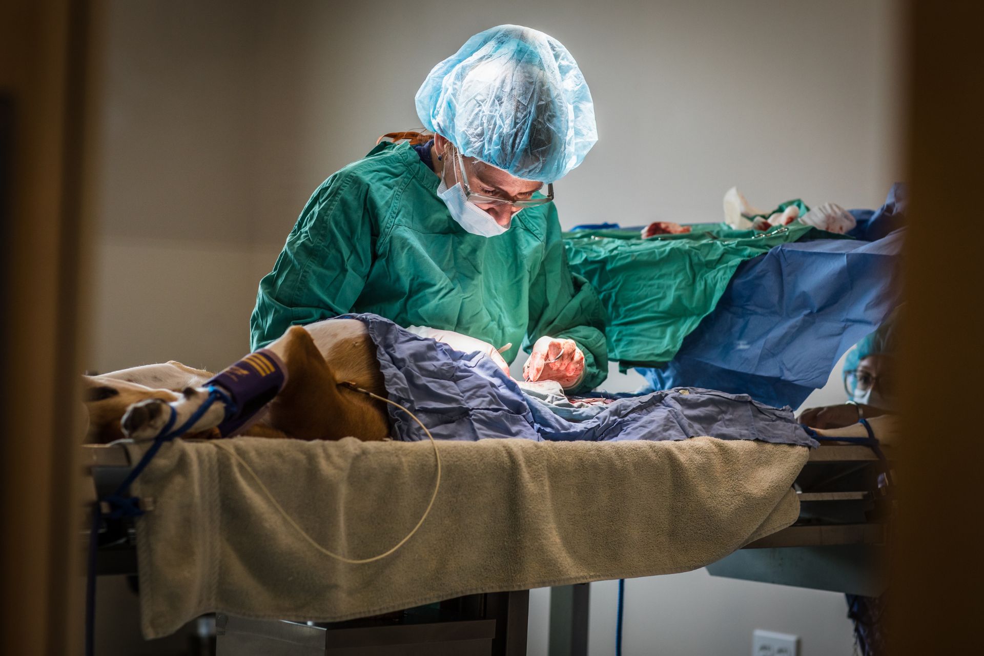 a vet in scrubs and a mask 