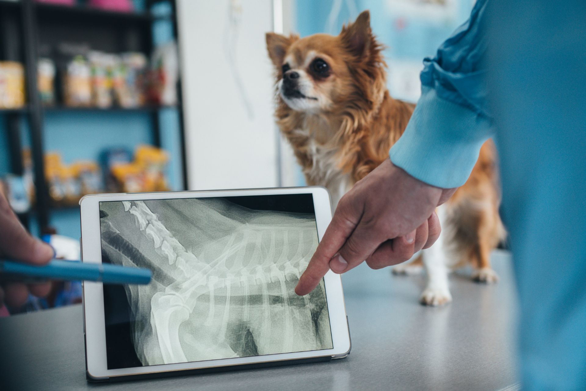 Vets examining x-ray of a pet