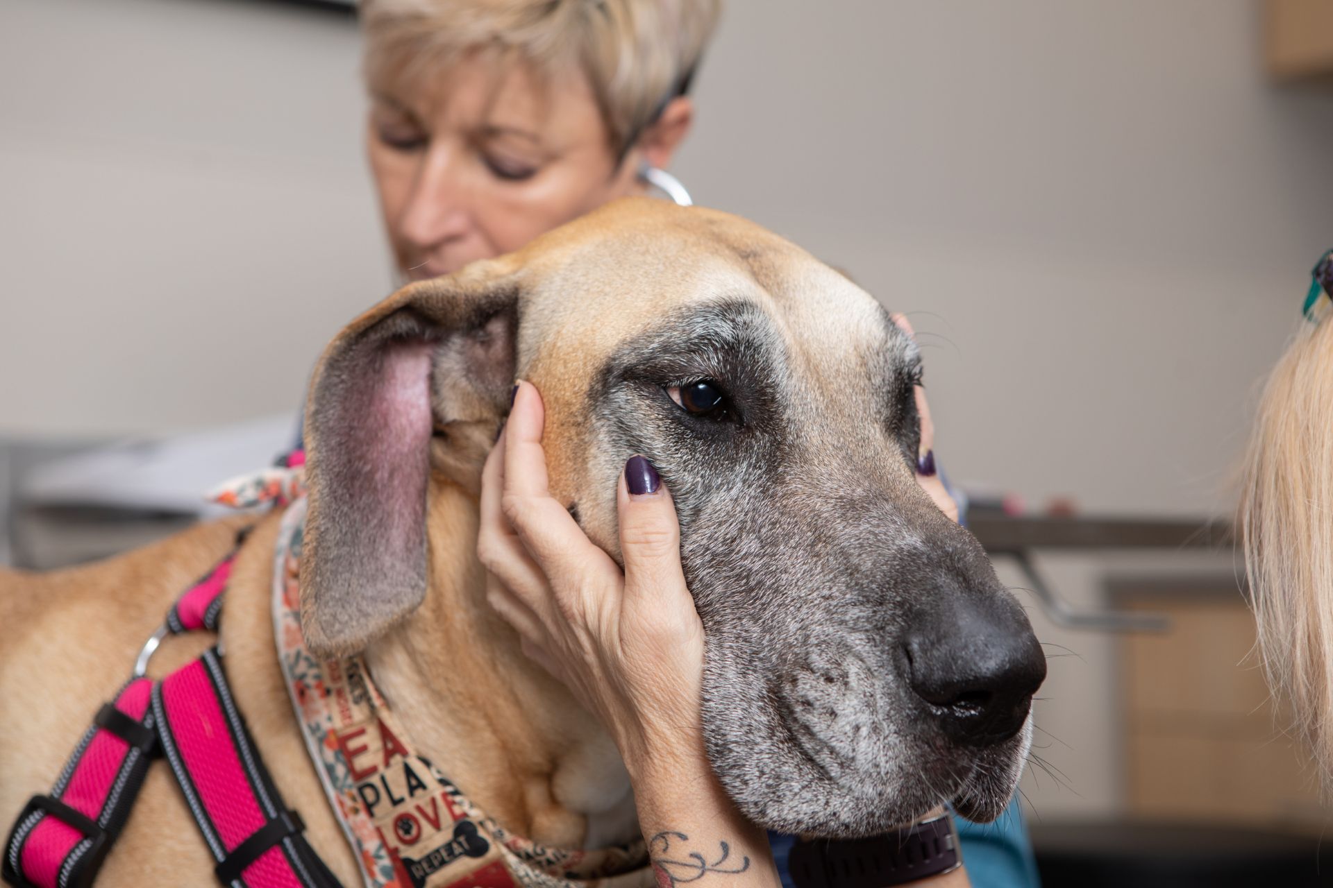 a woman is petting a large dog in a room