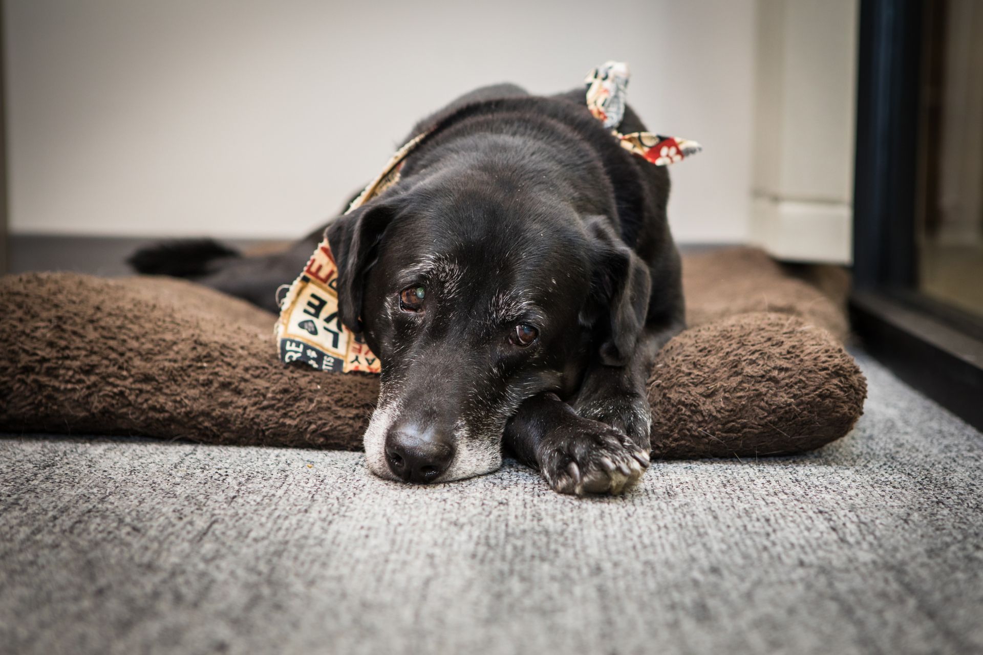 a large black dog laying on top of a dog bed