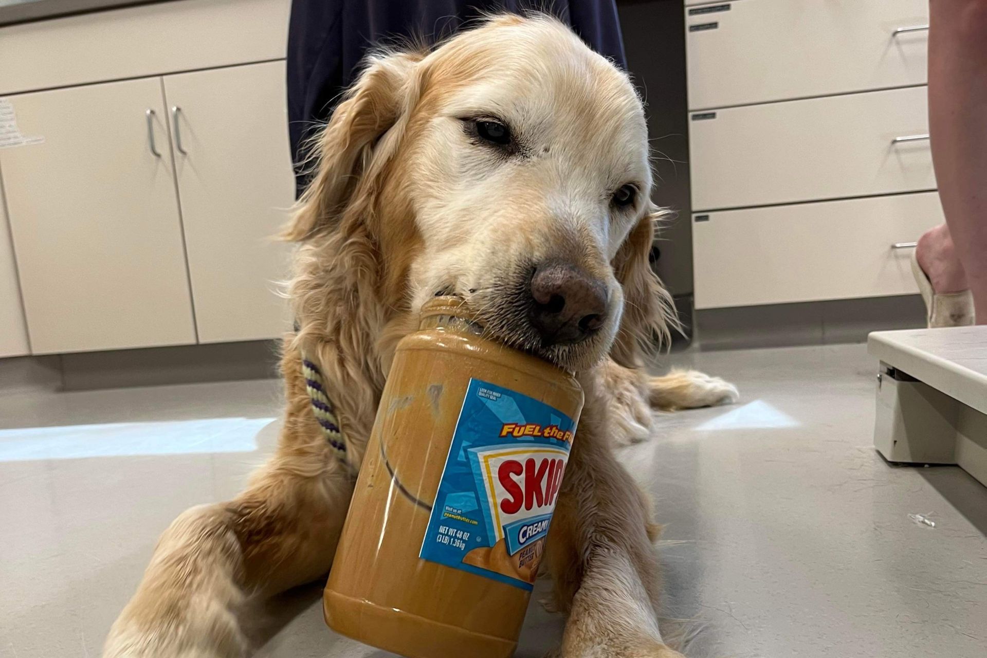 a dog holding a bottle of dog food in it's mouth