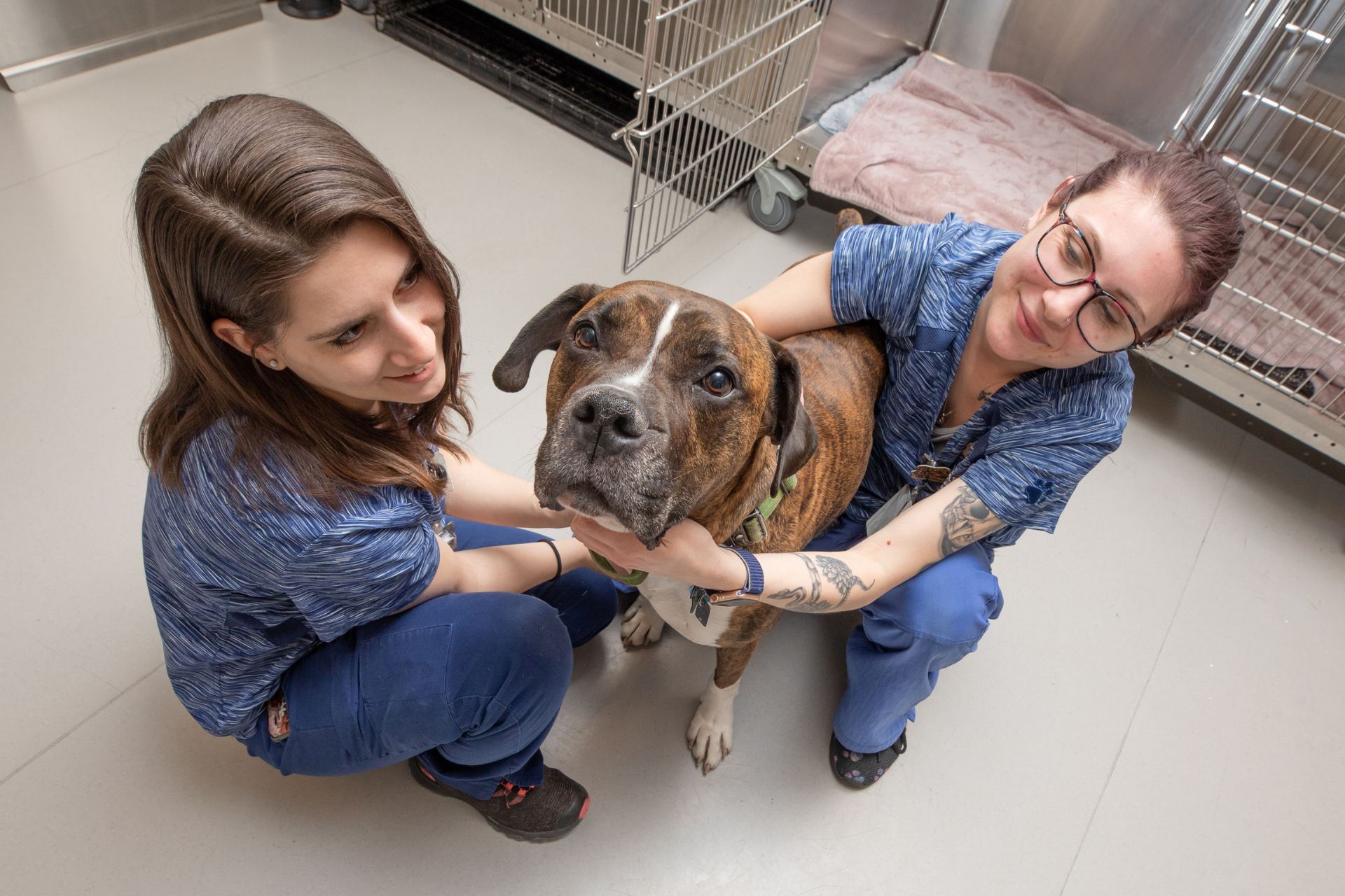 two women petting a brown and white dog