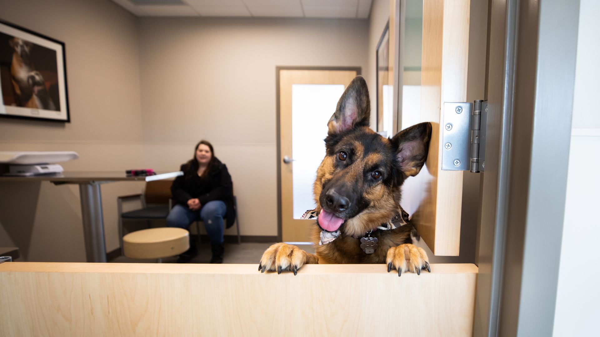 a dog is looking over a wall in an office